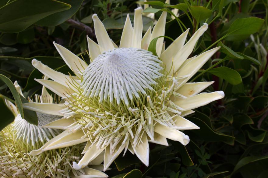 Silver Banksia (Banksia marginata) SE Australia - Brad Moriarty