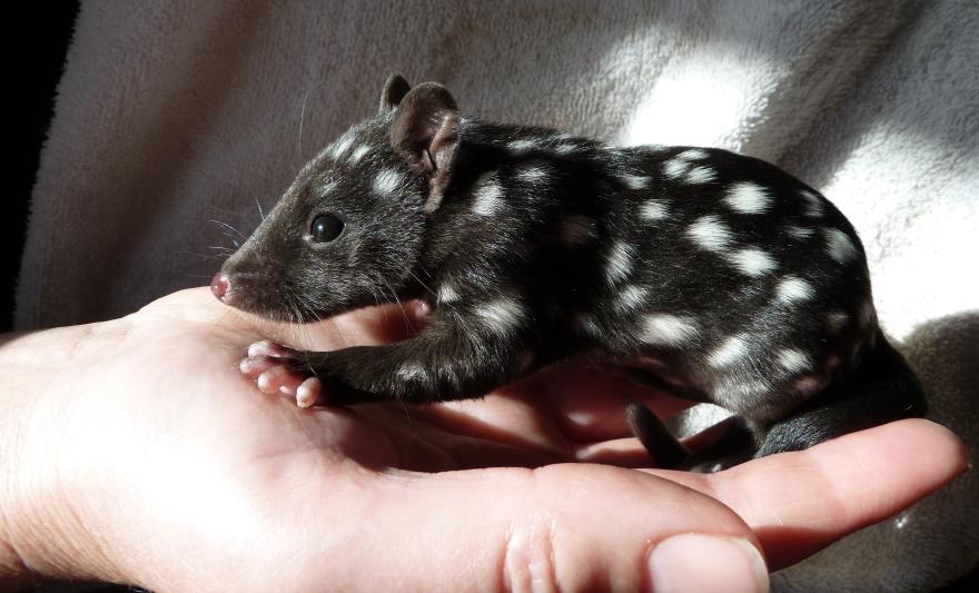 Sparky the orphaned Eastern Quoll