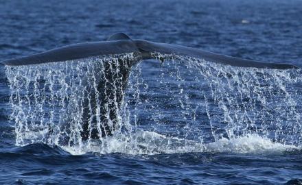 Blue Whale tail fluke, Mirissa by R. Cader